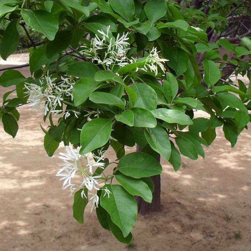 流苏树苗油根子树苗嫁接桂花母本流苏小苗绿化苗木