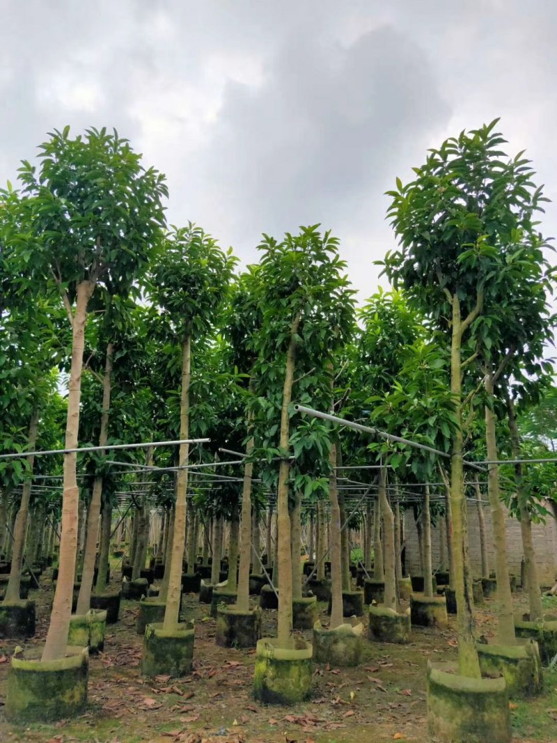 10--15骨架移植白玉兰树