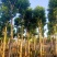 10--15骨架移植白玉兰树