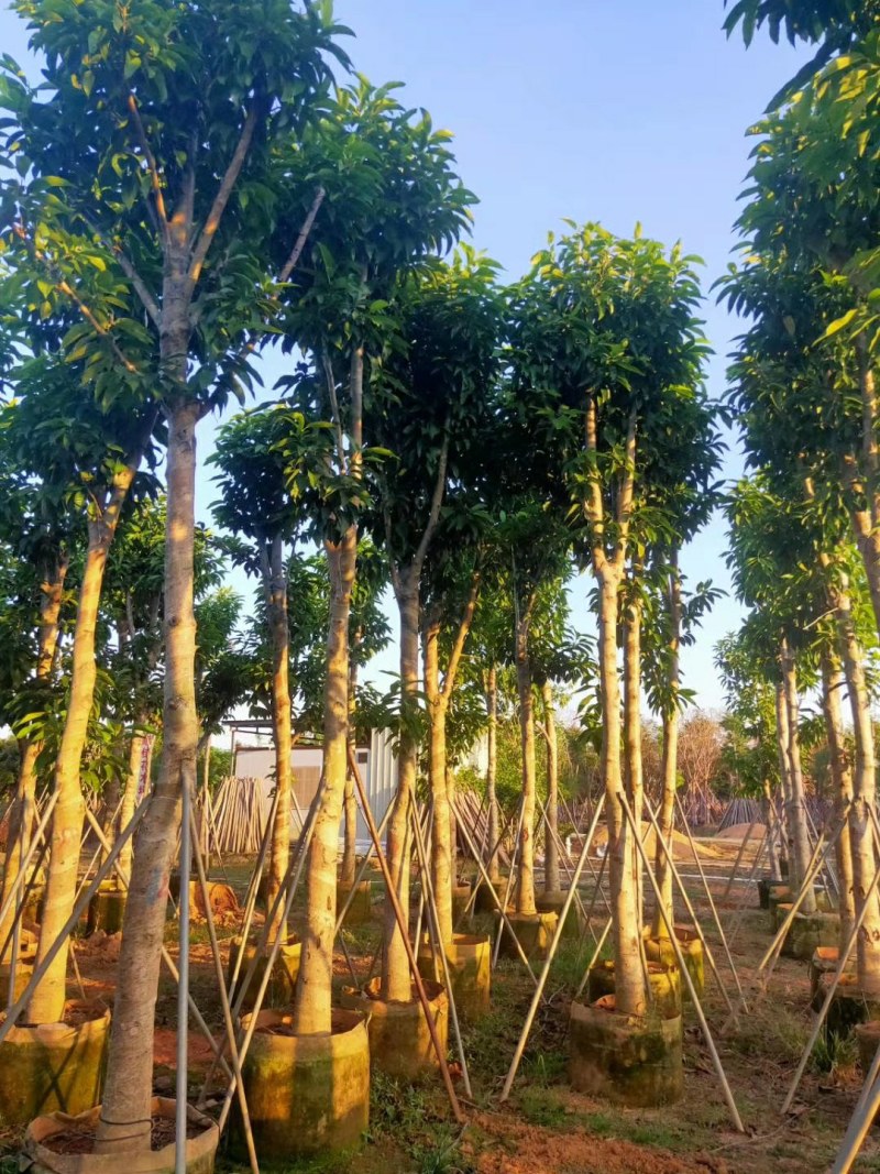 10--15骨架移植白玉兰树