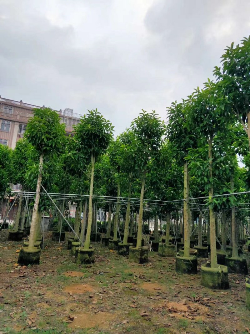 10--15骨架移植白玉兰树