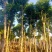 10--15骨架移植白玉兰树