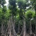 10--15骨架移植白玉兰树