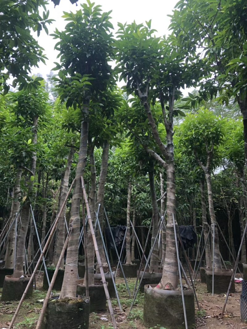 10--15骨架移植白玉兰树