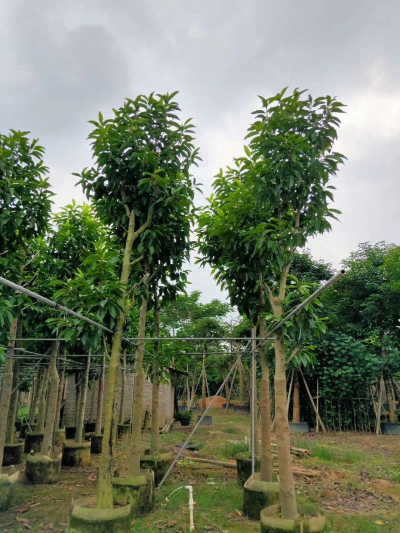 10--15骨架移植白玉兰树