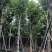 10--15骨架移植白玉兰树