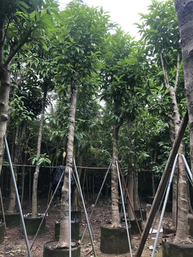 10--15骨架移植白玉兰树
