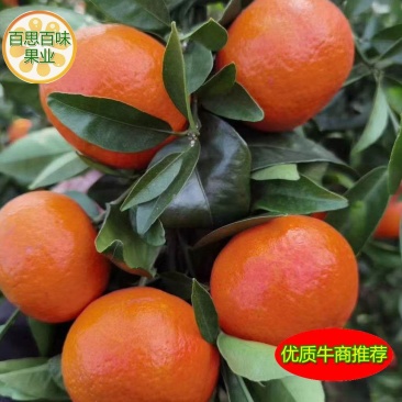 广西桂林东方红桔香甜40～60cm现货颜色好，个头均匀