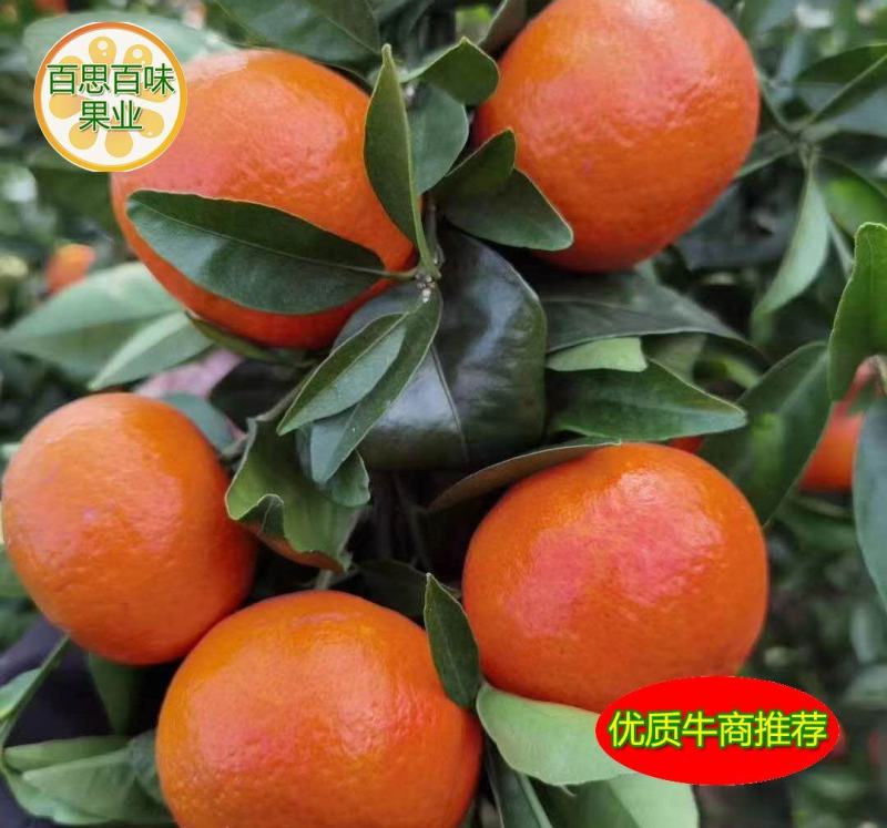 广西桂林东方红桔香甜40～60cm现货颜色好，个头均匀