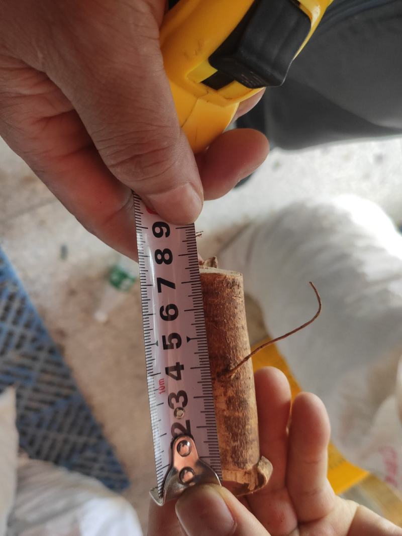 【精品包邮】五指毛桃中根干货，切段。包邮两广地区。