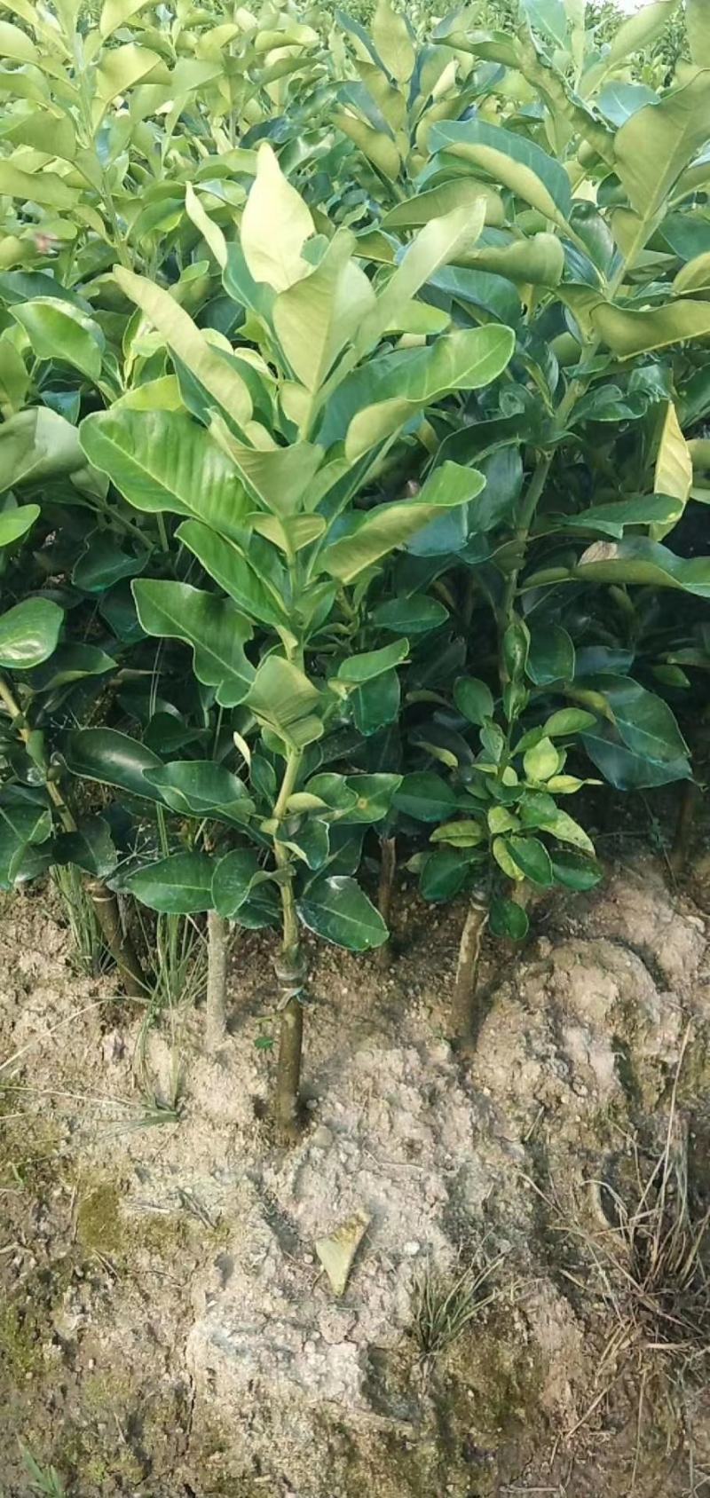 三红蜜柚子苗三红蜜柚正品嫁接苗，苗根粗壮，叶色靓丽