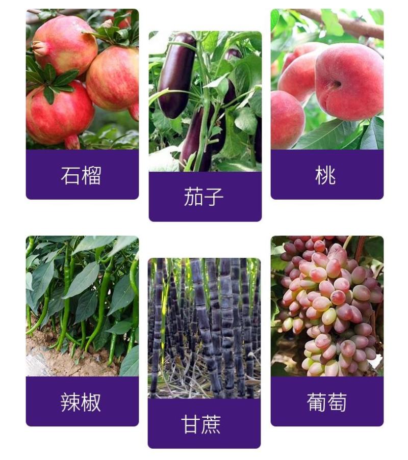 钙加镁中量元素水溶肥料防病抗菌增产增收