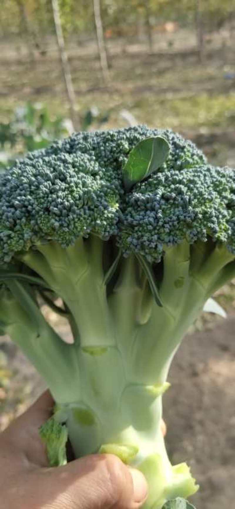 耐寒优秀西蓝花，山东万亩西兰花基地，产地直销，代发全国！