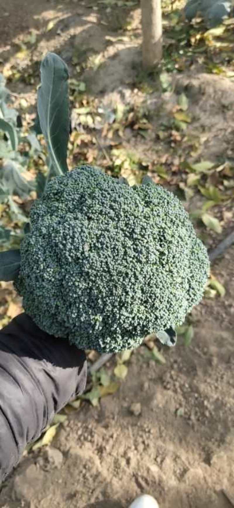 耐寒优秀西蓝花，山东万亩西兰花基地，产地直销，代发全国！