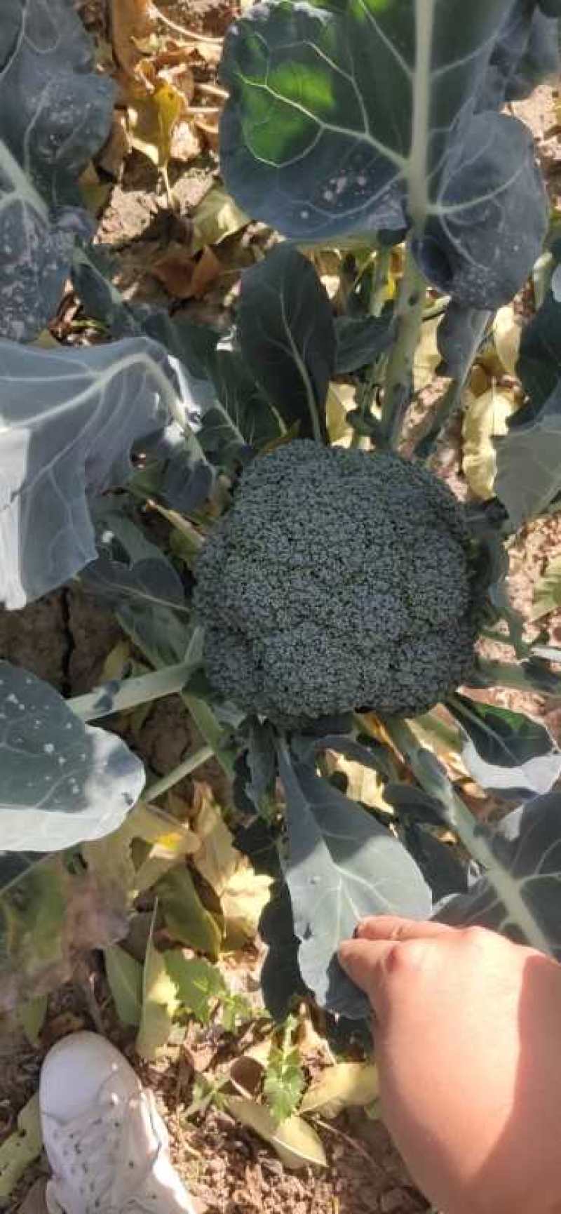 耐寒优秀西蓝花，山东万亩西兰花基地，产地直销，代发全国！