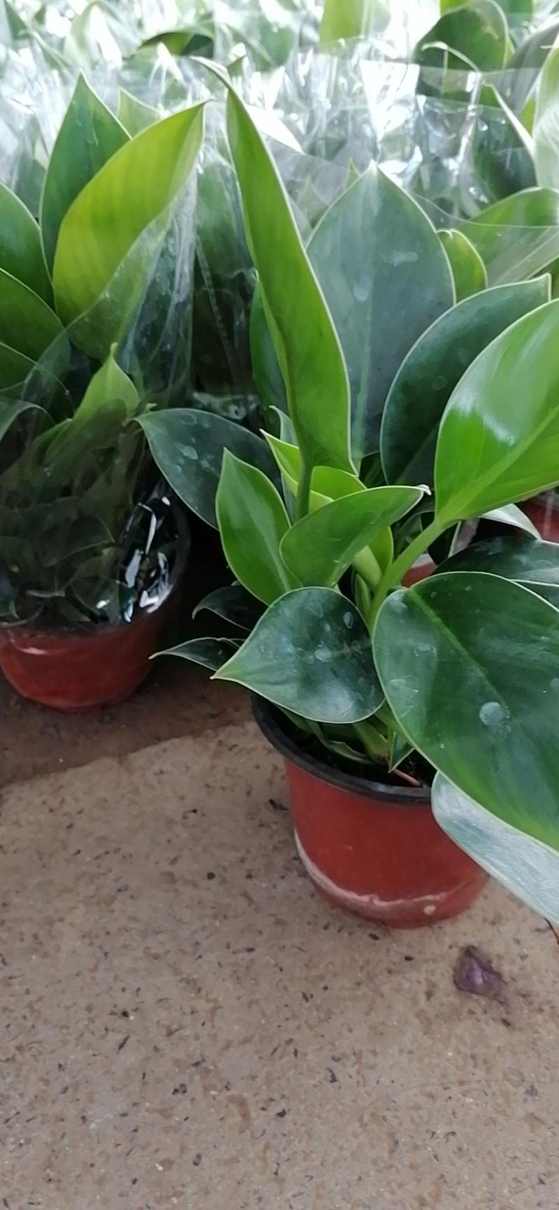 金钻盆栽室闪植物净化空气吸甲醛四季常青绿植