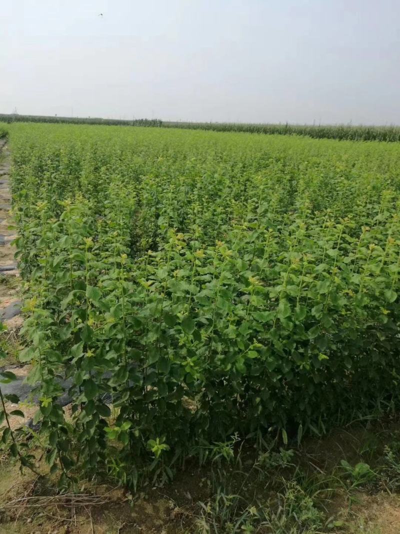法兰西李子苗，成活率高，技术指导，保品种，可签合同