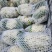 【精品】有机花，花菜，花椰菜，松花菜，万亩基地直销！