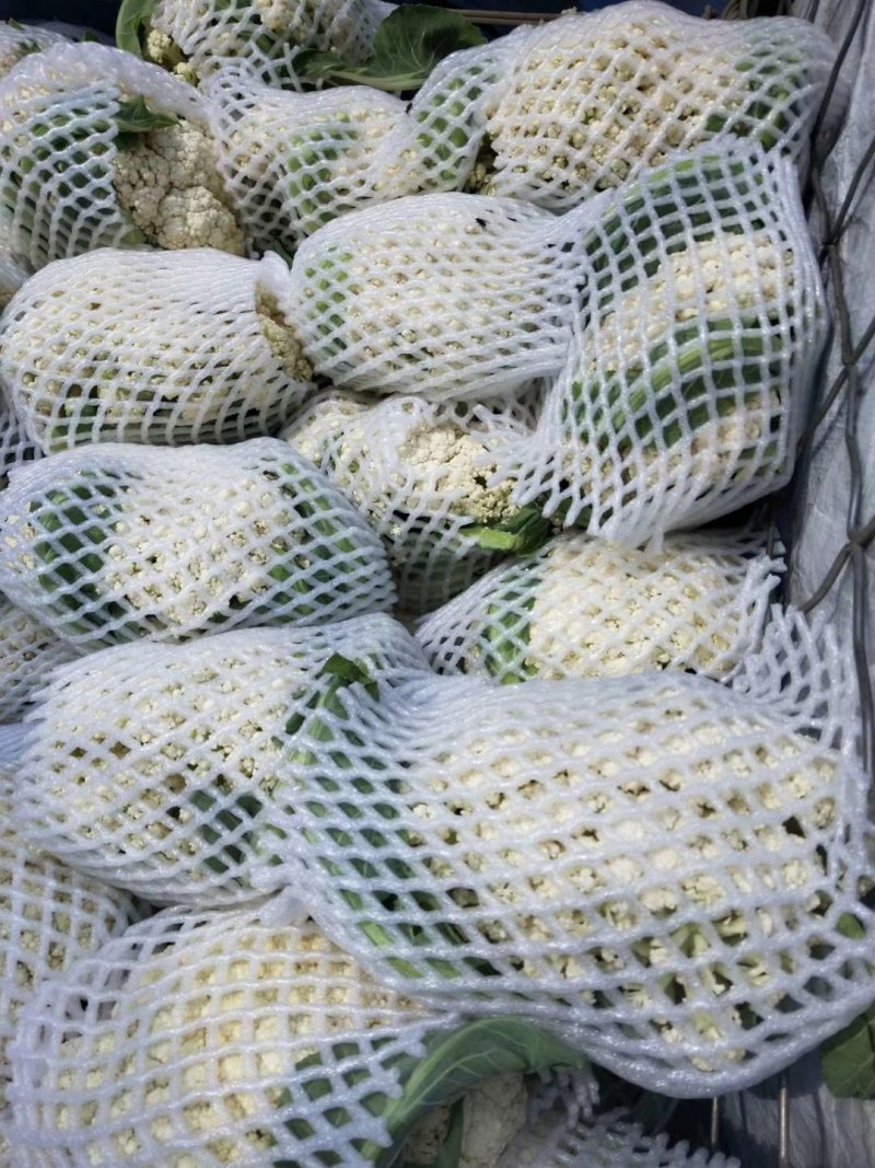 【精品】有机花，花菜，花椰菜，松花菜，万亩基地直销！