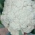【精品】有机花，花菜，花椰菜，松花菜，万亩基地直销！