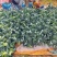 【精品】有机花，花菜，花椰菜，松花菜，万亩基地直销！