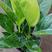 金钻盆栽室闪植物净化空气吸甲醛四季常青绿植