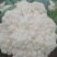 白面青梗有机花菜己大量上市，欢迎各界朋友前来採购合作。