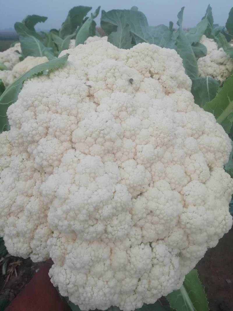 白面青梗有机花菜己大量上市，欢迎各界朋友前来採购合作。