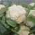 白面青梗有机花菜己大量上市，欢迎各界朋友前来採购合作。