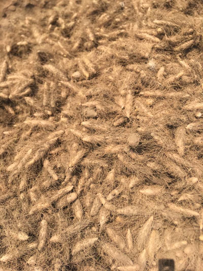 湛江毛薯《粤西名称甜薯》超级好的质量商超供应