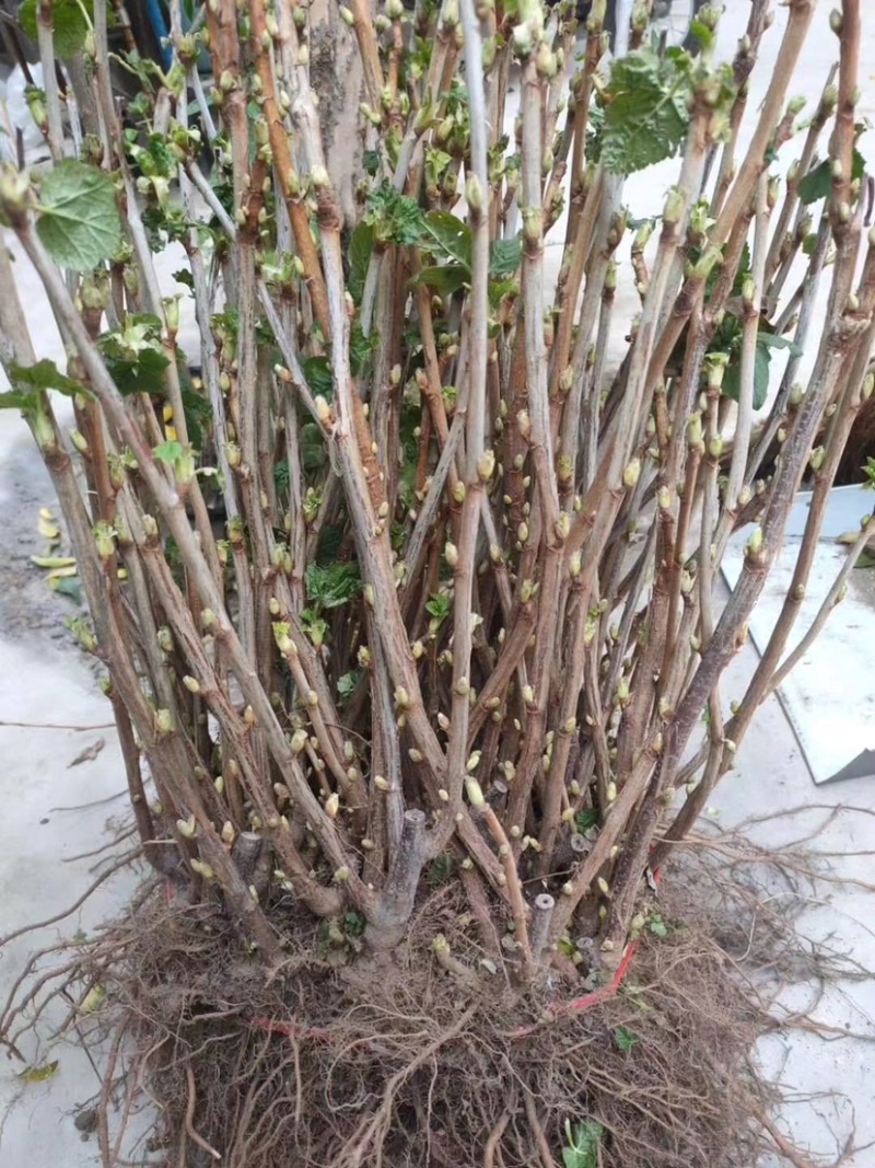 黑加仑树苗黑加仑树葡萄苗南北方种植红加仑葡萄苗地栽盆栽