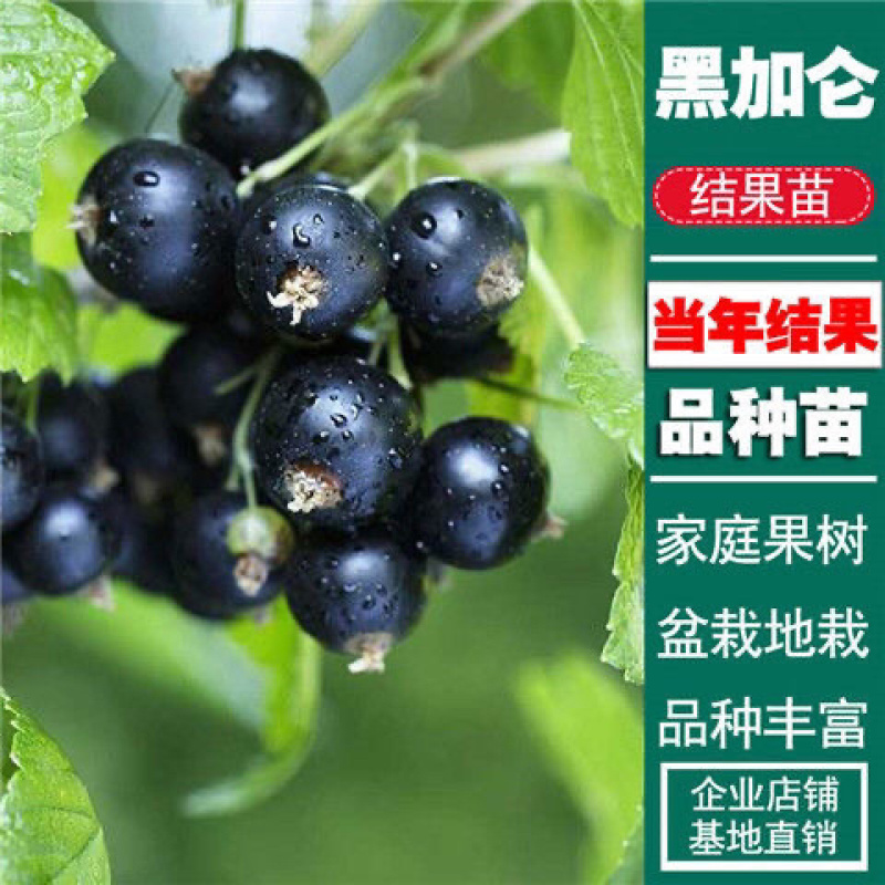 黑加仑树苗黑加仑树葡萄苗南北方种植红加仑葡萄苗地栽盆栽