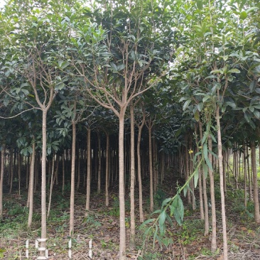 3-6公分的桂花树大量全年供应，支持线上保障交易
