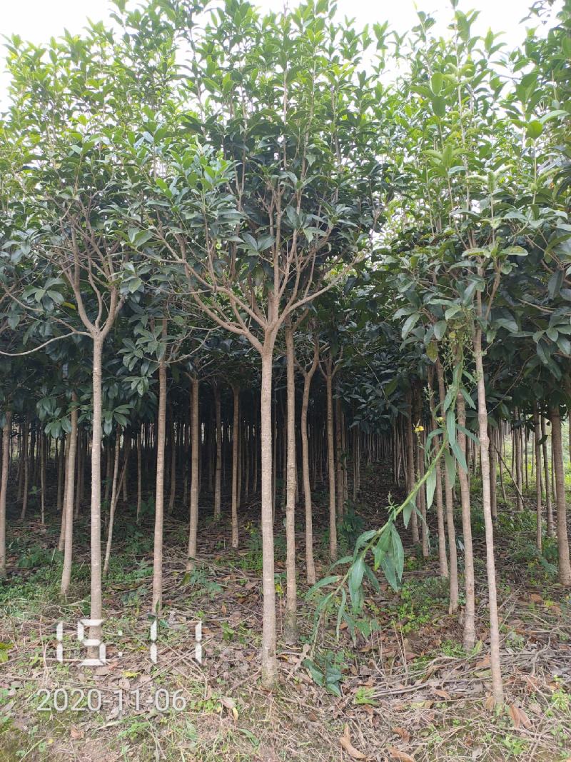 3-6公分的桂花树大量全年供应，支持线上保障交易