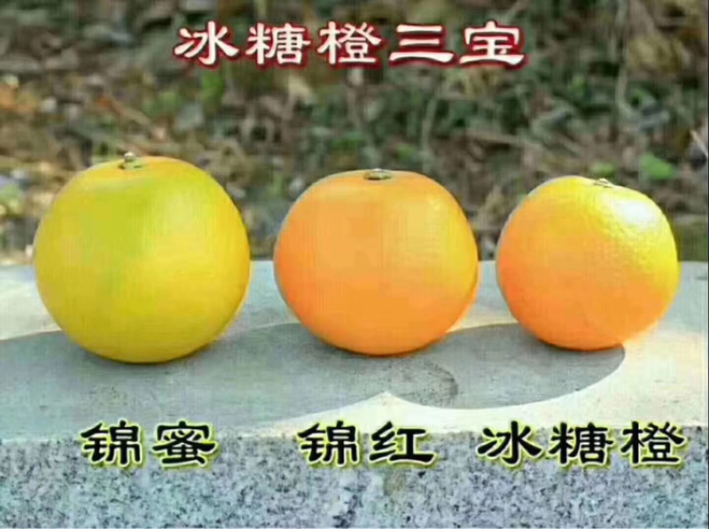 麻阳冰糖橙，中国长寿之乡麻阳冰糖橙