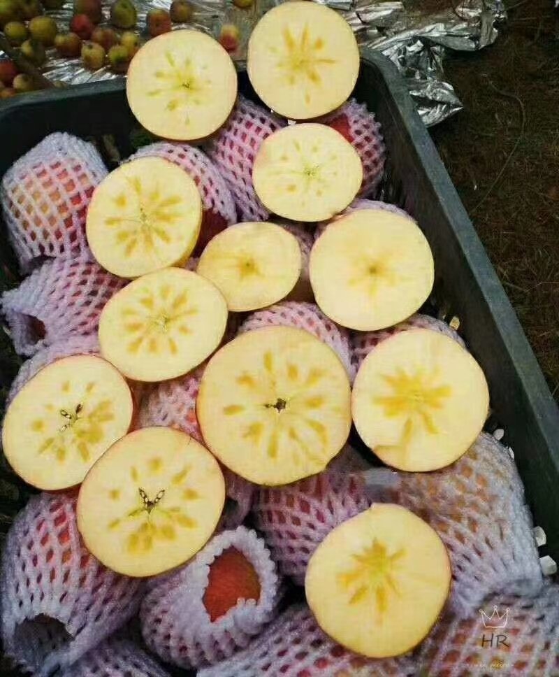 新疆红旗坡冰糖心苹果阿克苏苹果红富士苹果一手货源批发