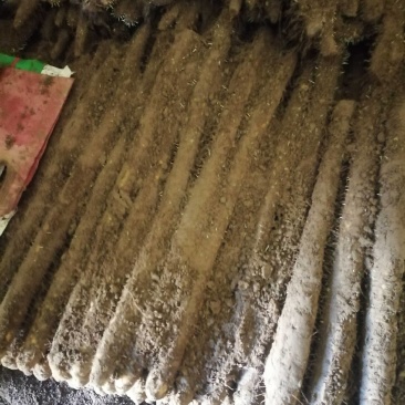 山药沙地种植棒山药常年供应各种规格支持当地看货