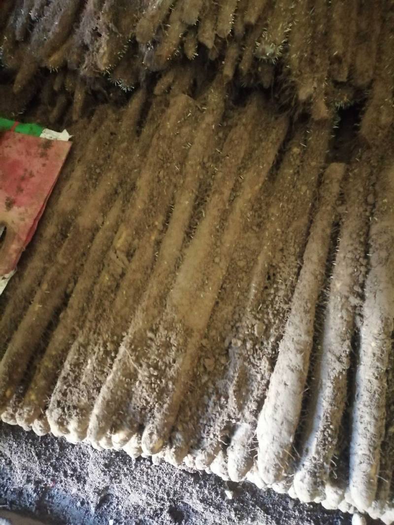 山药沙地种植棒山药常年供应各种规格支持当地看货