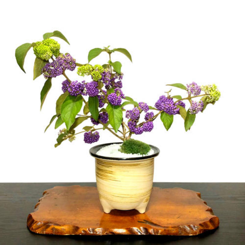 紫珠盆景绿植，紫珠下山桩盆景，紫珠果盆景，紫珠花盆景。