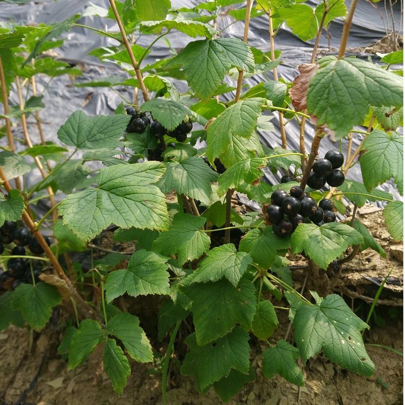 黑加仑树苗黑加仑树葡萄苗南北方种植红加仑葡萄苗地栽盆栽