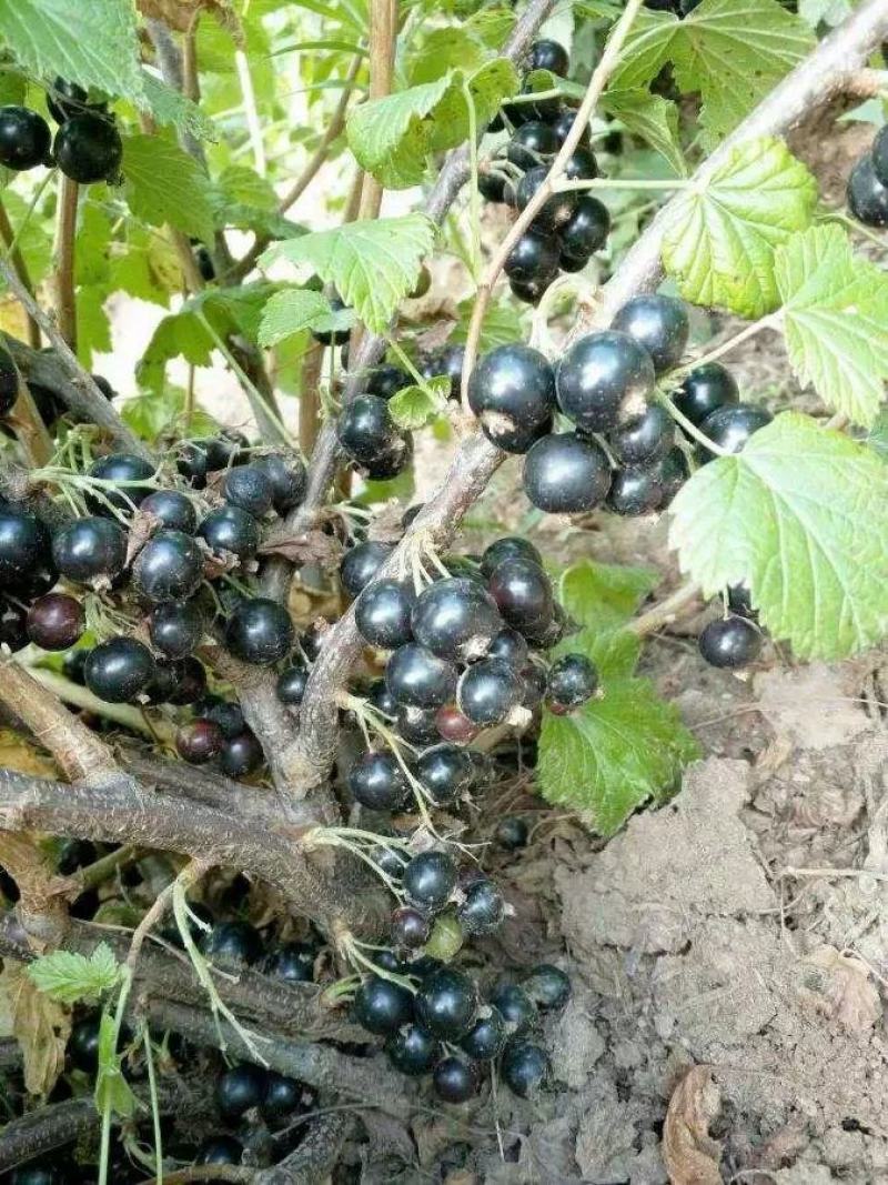 黑加仑树苗黑加仑树葡萄苗南北方种植红加仑葡萄苗地栽盆栽