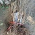 黑加仑树苗黑加仑树葡萄苗南北方种植红加仑葡萄苗地栽盆栽