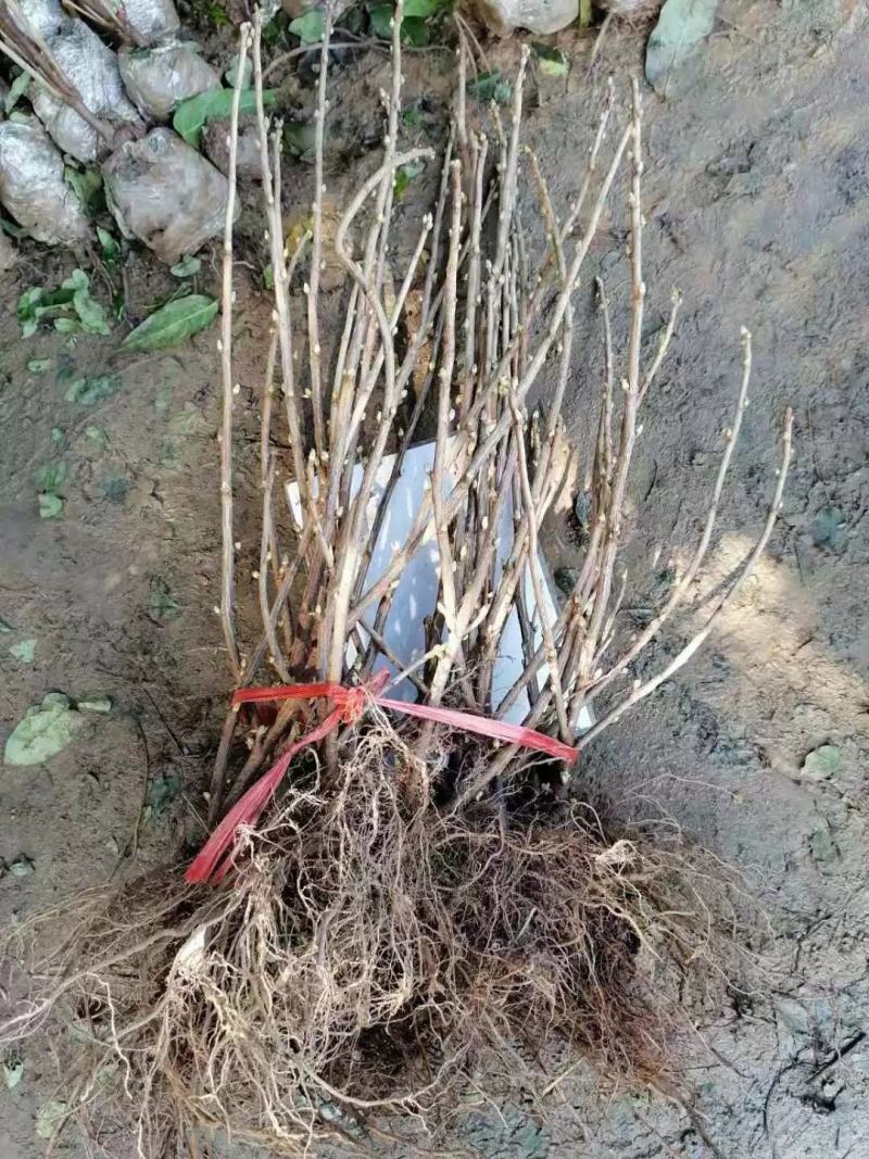 黑加仑树苗黑加仑树葡萄苗南北方种植红加仑葡萄苗地栽盆栽