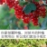 黑加仑树苗黑加仑树葡萄苗南北方种植红加仑葡萄苗地栽盆栽