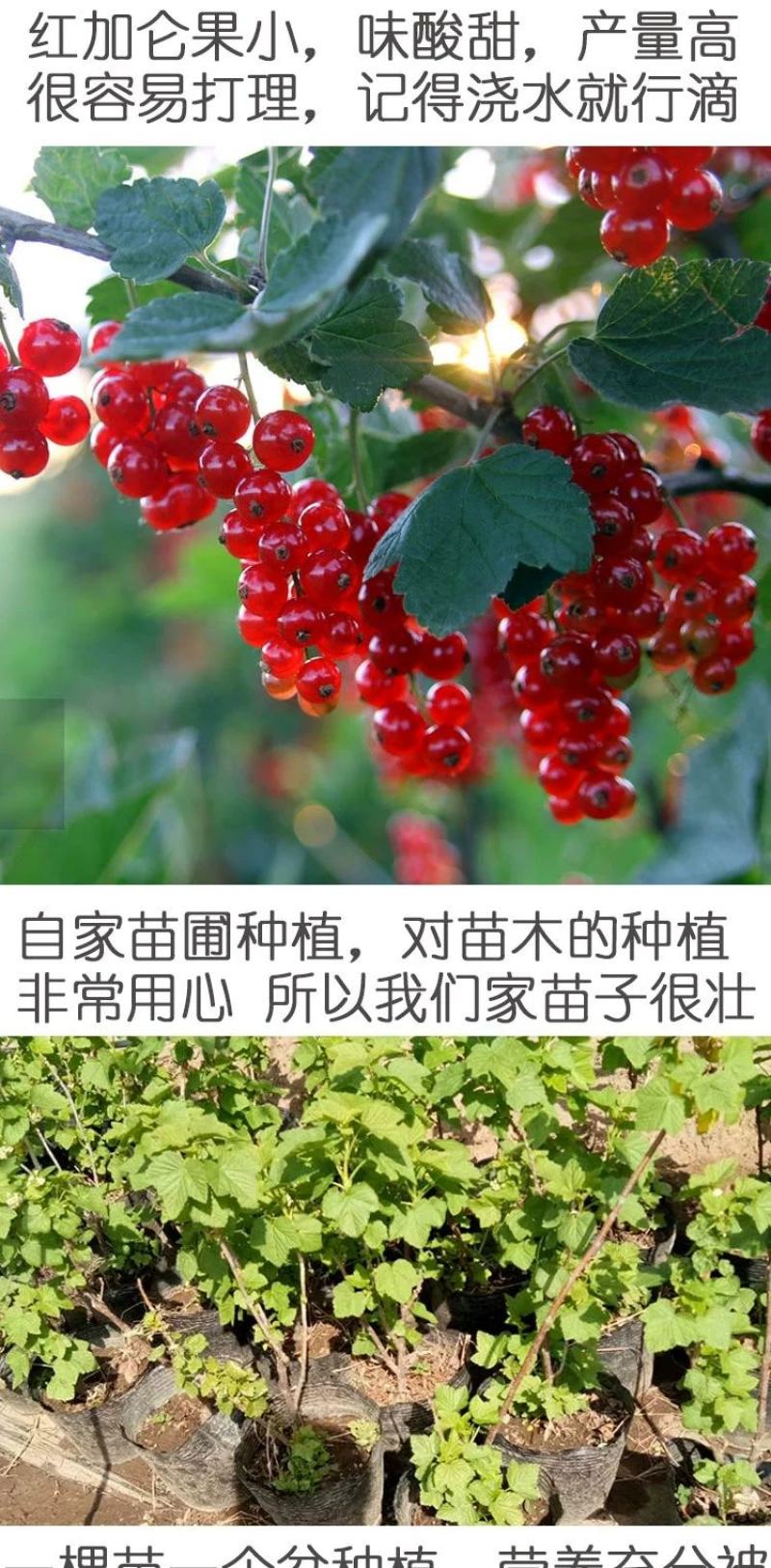 黑加仑树苗黑加仑树葡萄苗南北方种植红加仑葡萄苗地栽盆栽