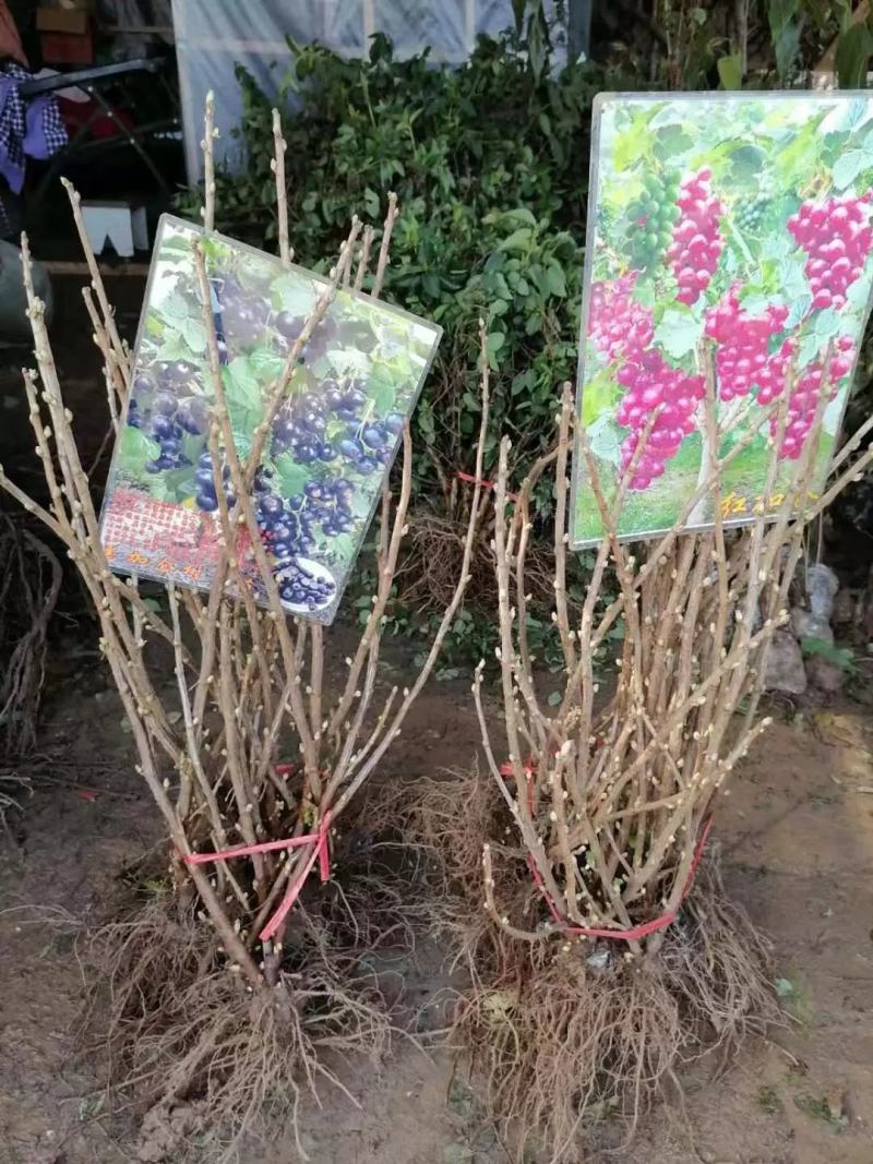 黑加仑树苗黑加仑树葡萄苗南北方种植红加仑葡萄苗地栽盆栽