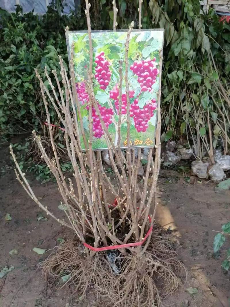 黑加仑树苗黑加仑树葡萄苗南北方种植红加仑葡萄苗地栽盆栽