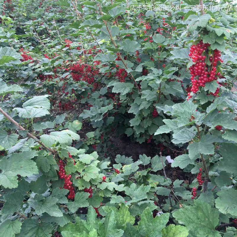黑加仑树苗黑加仑树葡萄苗南北方种植红加仑葡萄苗地栽盆栽