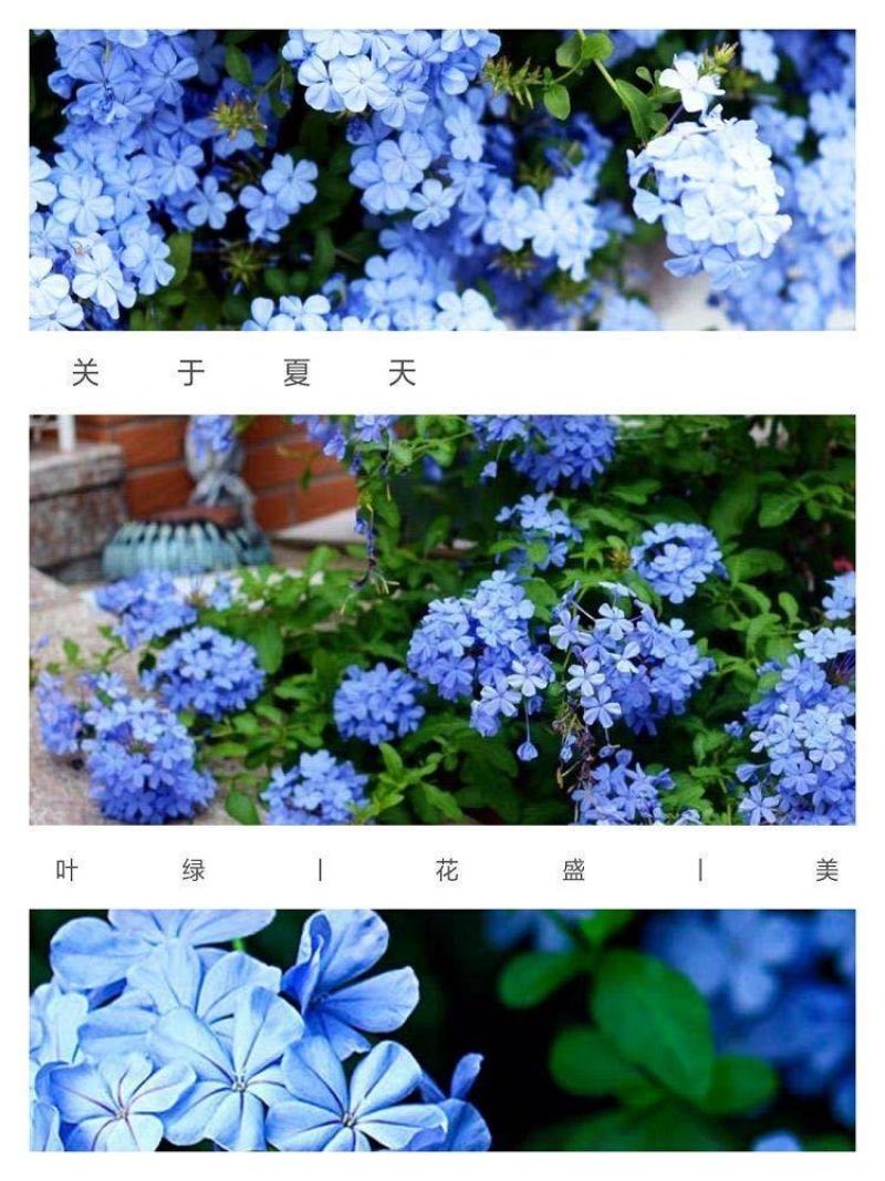 蓝雪花蓝雪花苗植物盆栽室内阳台花园庭院爬藤花卉绿植耐热