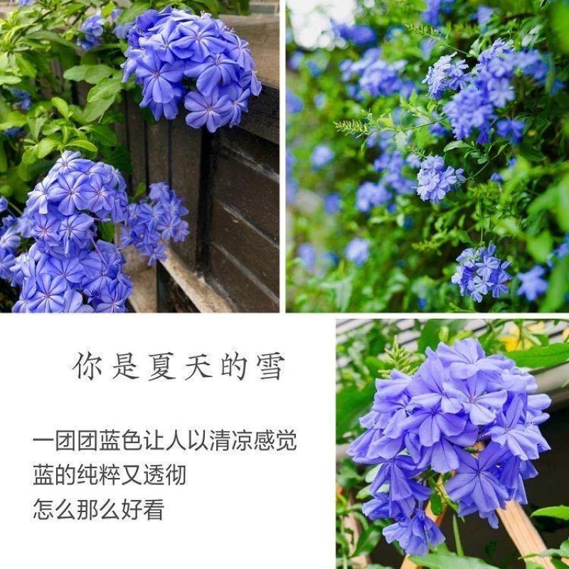 蓝雪花蓝雪花苗植物盆栽室内阳台花园庭院爬藤花卉绿植耐热